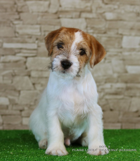 Zusätzliche Fotos: Luxuriöse Jack Russell Terrier Welpen
