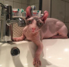 Foto №1. sphynx-katze - zum Verkauf in der Stadt Genf | 400€ | Ankündigung № 99384