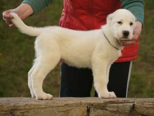 Foto №3. Zentralasiatischer Schäferhund Puppy White Boy. Russische Föderation