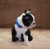 Foto №3. Boston-Terrier-Welpen. Serbien