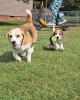 Foto №2 zu Ankündigung № 127387 zu verkaufen beagle - einkaufen Deutschland quotient 	ankündigung