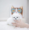 Foto №3. Bichon Frise. USA