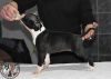 Foto №2 zu Ankündigung № 90222 zu verkaufen amerikanischer staffordshire terrier - einkaufen Serbien züchter