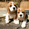 Foto №3. Wunderschöne Beagle-Welpen stehen zum Verkauf. Business WhatsApp 37062044902. Ungarn