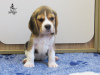 Foto №1. beagle - zum Verkauf in der Stadt Приморск | 423€ | Ankündigung № 13267