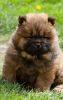 Foto №2 zu Ankündigung № 97589 zu verkaufen chow-chow - einkaufen Serbien 