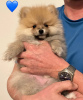 Foto №1. german spitz - zum Verkauf in der Stadt Prag | 1300€ | Ankündigung № 95578