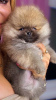 Foto №3. Beautiful Pomeranians BOO. Serbien