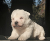 Zusätzliche Fotos: West Highland White Terrier Welpen Mädchen