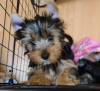 Foto №1. yorkshire terrier - zum Verkauf in der Stadt Krasnodar | 174€ | Ankündigung № 10868