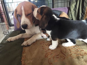Zusätzliche Fotos: Auf der Suche nach einer neuen Familie 2 Welpen Beagle. Jungen und Mädchen