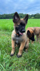 Foto №2 zu Ankündigung № 58424 zu verkaufen belgischer schäferhund - einkaufen Tschechische Republik züchter
