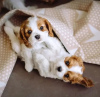 Foto №1. cavalier king charles spaniel - zum Verkauf in der Stadt Гуменне | verhandelt | Ankündigung № 29250