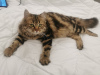 Zusätzliche Fotos: Schöne dreifarbige Katze Alice in guten Händen