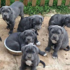 Foto №3. atemberaubende Cane Corso Welpen Business WhatsApp 37256062792. Finnland