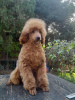 Foto №3. Poodle puppies. Serbien