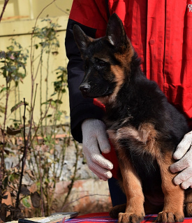Foto №2 zu Ankündigung № 5141 zu verkaufen deutscher schäferhund - einkaufen Ukraine vom kindergarten