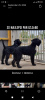 Foto №3. Large Black Schnauzer. Serbien