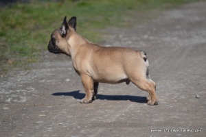 Foto №3. Französische Bulldogge. Ukraine