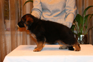 Foto №1. deutscher schäferhund - zum Verkauf in der Stadt Nizhny Novgorod | 488€ | Ankündigung № 3790