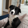 Foto №1. border collie - zum Verkauf in der Stadt Helsinki | 460€ | Ankündigung № 80555