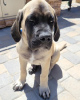 Foto №1. mastiff - zum Verkauf in der Stadt Братислава | 450€ | Ankündigung № 118217