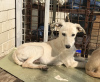Foto №2 zu Ankündigung № 7529 zu verkaufen mischlingshund - einkaufen Russische Föderation quotient 	ankündigung