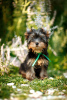 Zusätzliche Fotos: Ich biete Yorkshire-Terrier-Welpen zum Verkauf an