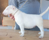 Foto №2 zu Ankündigung № 100426 zu verkaufen bullterrier - einkaufen Serbien züchter