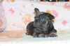 Foto №4. Ich werde verkaufen französische bulldogge in der Stadt Kiew. züchter - preis - 2000€