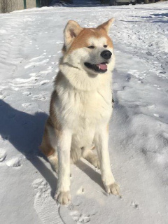 Foto №1. Paarung Service - züchten: akita. Preis - verhandelt