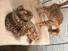 Foto №2 zu Ankündigung № 124019 zu verkaufen bengal katzenrasse - einkaufen Deutschland quotient 	ankündigung