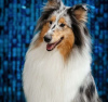 Foto №3. Langhaar-Collie, Hündin, Champion. Russische Föderation