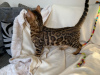 Foto №2 zu Ankündigung № 124674 zu verkaufen bengal katzenrasse - einkaufen Deutschland quotient 	ankündigung, züchter