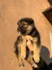 Foto №2 zu Ankündigung № 39059 zu verkaufen mischlingshund - einkaufen Weißrussland quotient 	ankündigung