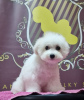 Foto №3. Puppy bison, female, for sale. Serbien