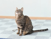 Zusätzliche Fotos: Die sanfte Katze Iriska sucht eine Familie.