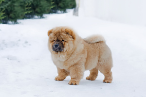 Foto №1. chow-chow - zum Verkauf in der Stadt Ekaterinburg | verhandelt | Ankündigung № 4828