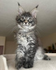 Foto №2 zu Ankündigung № 115759 zu verkaufen maine-coon-katze - einkaufen Deutschland quotient 	ankündigung