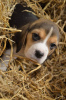 Foto №1. beagle - zum Verkauf in der Stadt Maidenhead | 337€ | Ankündigung № 30082