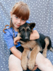 Foto №2 zu Ankündigung № 57264 zu verkaufen deutscher schäferhund - einkaufen Russische Föderation 