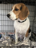 Foto №2 zu Ankündigung № 103232 zu verkaufen beagle - einkaufen USA quotient 	ankündigung