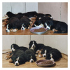 Foto №2 zu Ankündigung № 92168 zu verkaufen berner sennenhund - einkaufen Serbien züchter