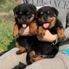 Foto №1. rottweiler - zum Verkauf in der Stadt Berlin | 300€ | Ankündigung № 92177