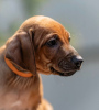 Foto №3. Rhodesian Ridgeback-Welpen. Russische Föderation