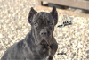 Foto №3. Welpen Italian Cane Corso. Russische Föderation