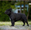 Foto №2 zu Ankündigung № 31804 zu verkaufen französische bulldogge - einkaufen Polen züchter