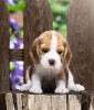 Foto №4. Ich werde verkaufen beagle in der Stadt Bonn. quotient 	ankündigung - preis - 400€