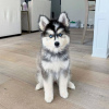 Foto №1. siberian husky - zum Verkauf in der Stadt Stockholm | verhandelt | Ankündigung № 64924