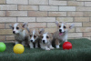 Foto №3. Welsh Corgi Pembroke Welpen. Serbien